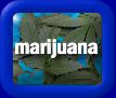 clikc here for marijuana tests